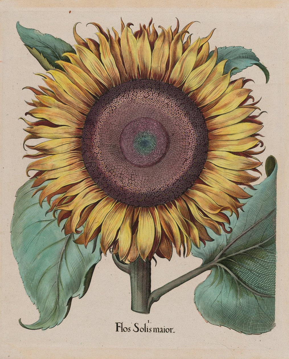 Große Sonnenblume (Flos Solis Maior), Tafel 1 aus Teil 5, B. Besler, Hortus Eystettensis, 1713 von Unbekannt Unbekannt