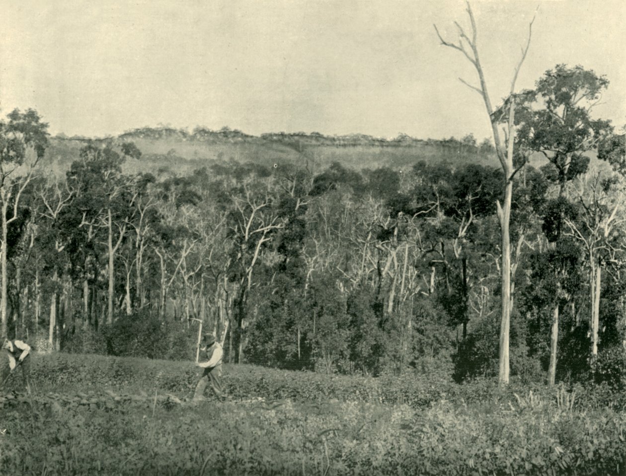 Ein viktorianischer Bergbauernhof, 1901 von Unbekannt