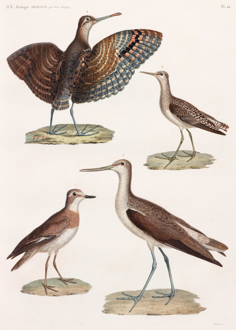 Eine ganze Seite mit Farbillustrationen von Vögeln von Unbekannt