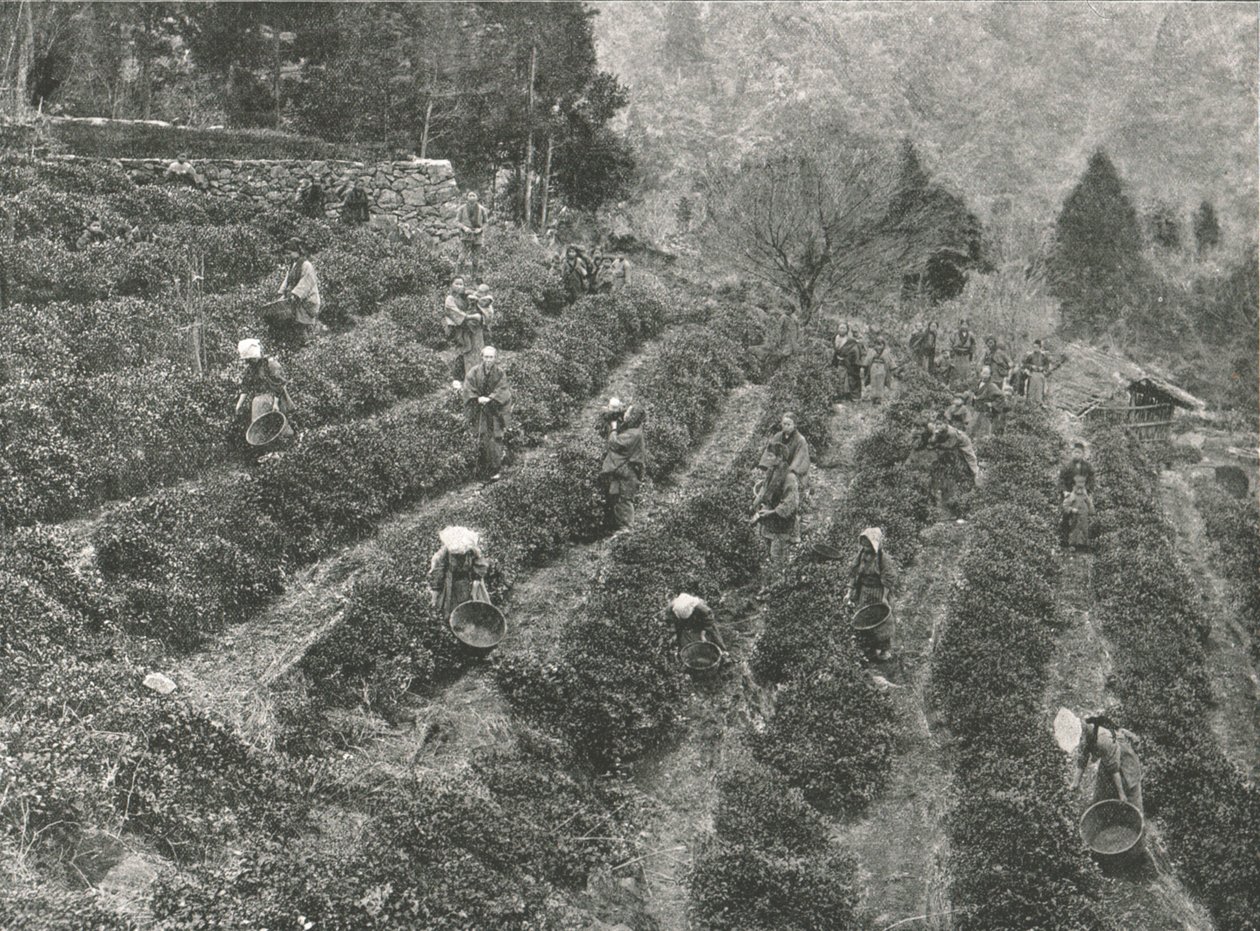 Eine Teeplantage außerhalb der Stadt, Kobe, Japan, 1895 von Unbekannt