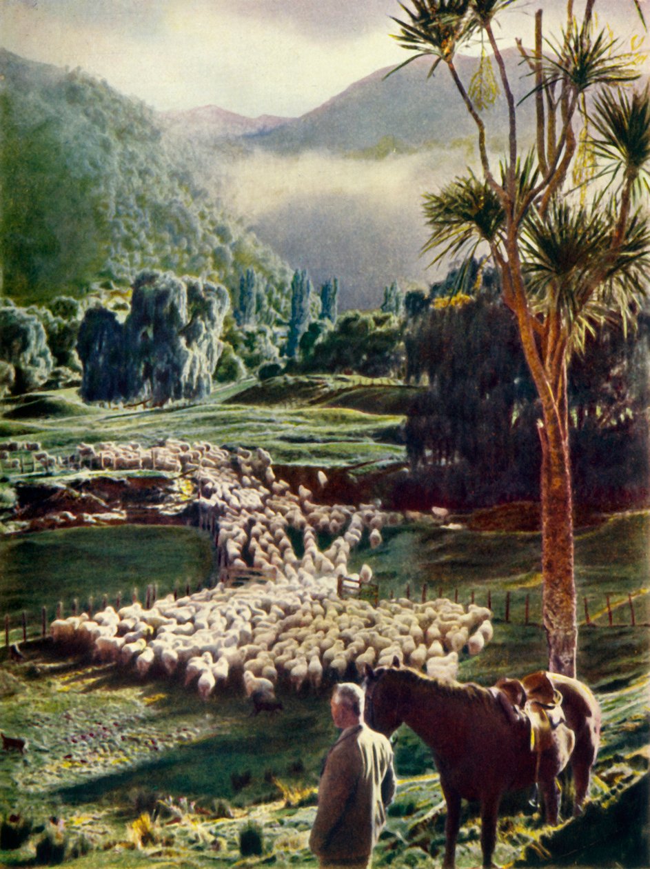 Mitten in den Schönheiten der neuseeländischen Schaffarmen, ca. 1948 von Unbekannt