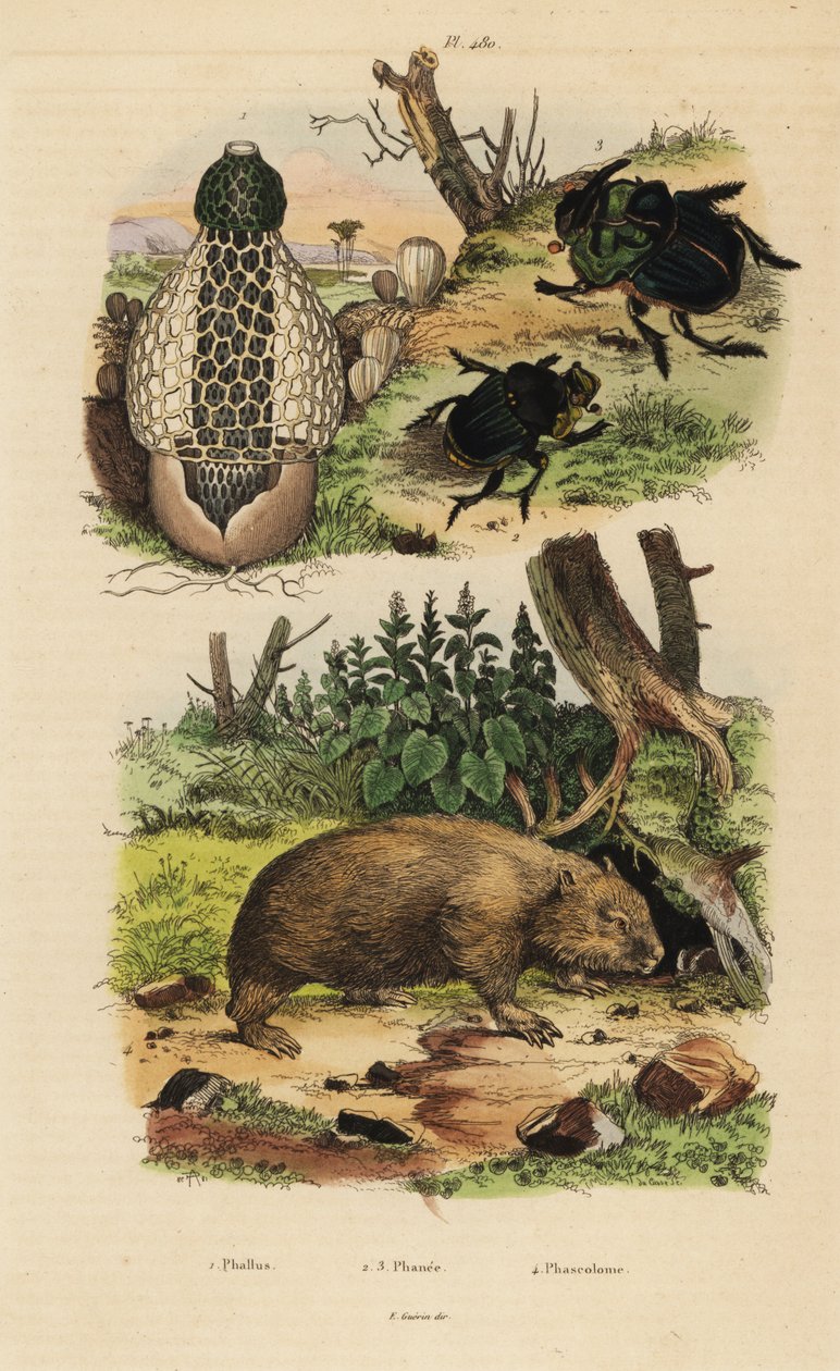 Bambuspilz, SkarabäusDungkäfer und Gemeiner Wombat