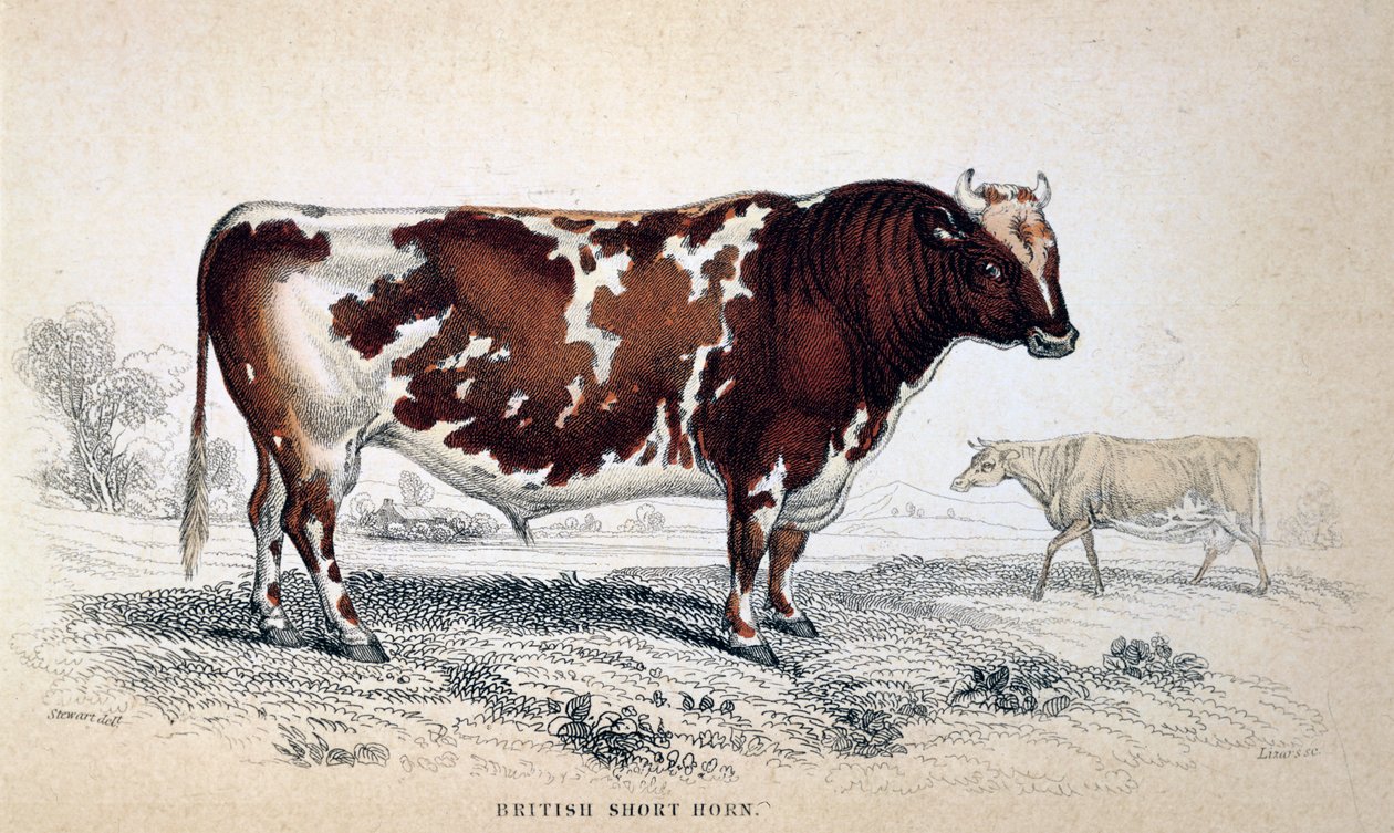 Britischer Kurzhornochse, 1839 von Unbekannt