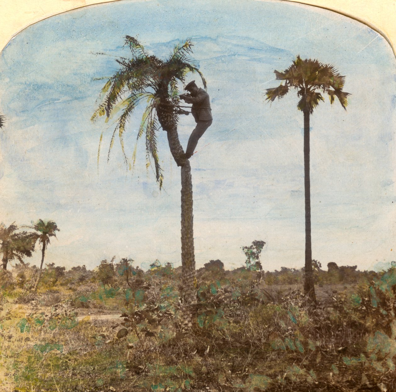 Kapitän Osman schießt von einem Baum mit Hilfe von Riemen, Indien, 1900er Jahre von Unbekannt