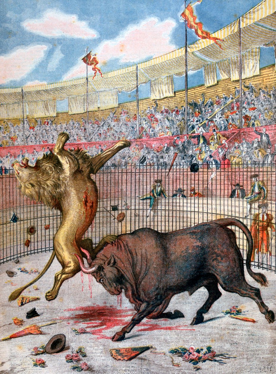 Kampf zwischen einem Löwen und einem Stier, Spanien, 1894 von Unbekannt