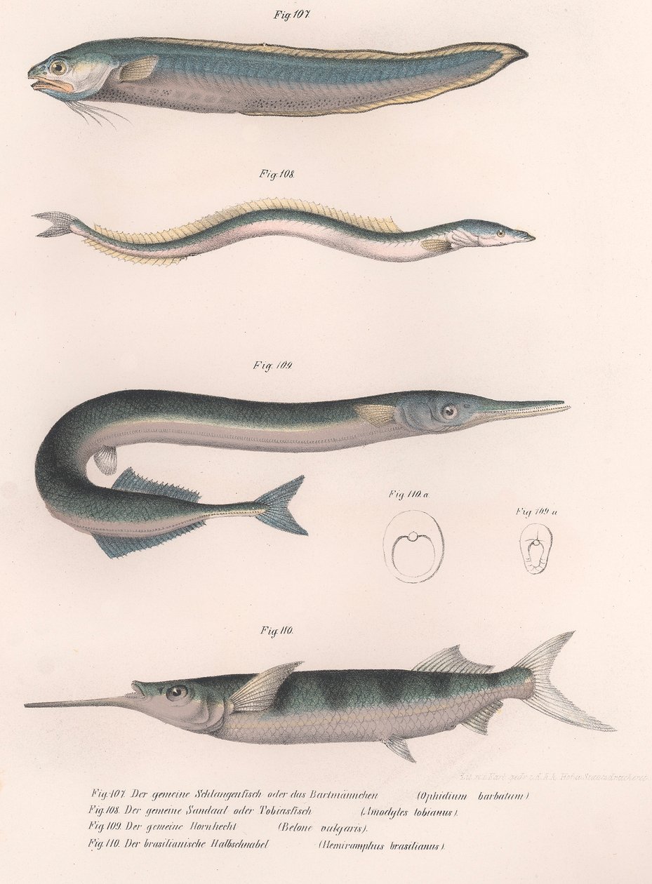 Gemeiner Schlangenfisch. Gemeiner Sandaal. Gemeiner Hornhecht. Brasilianischer Halbschnabel, ca. 1850er von Unbekannt