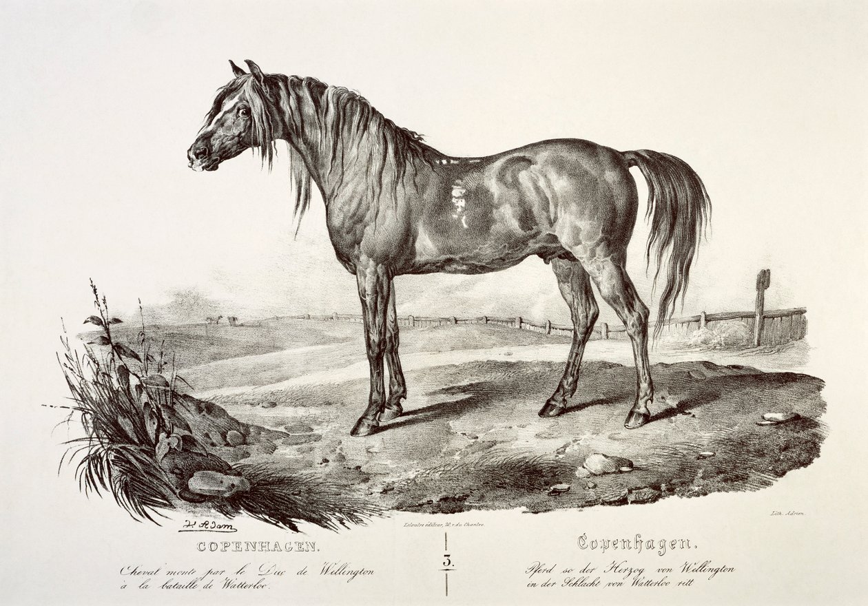 Kopenhagen, das Pferd des Herzogs von Wellington, 19. Jahrhundert von Unbekannt