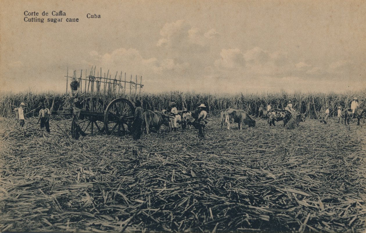 Corte de Cana - Zuckerrohr schneiden - Kuba, ca. 1910 von Unbekannt