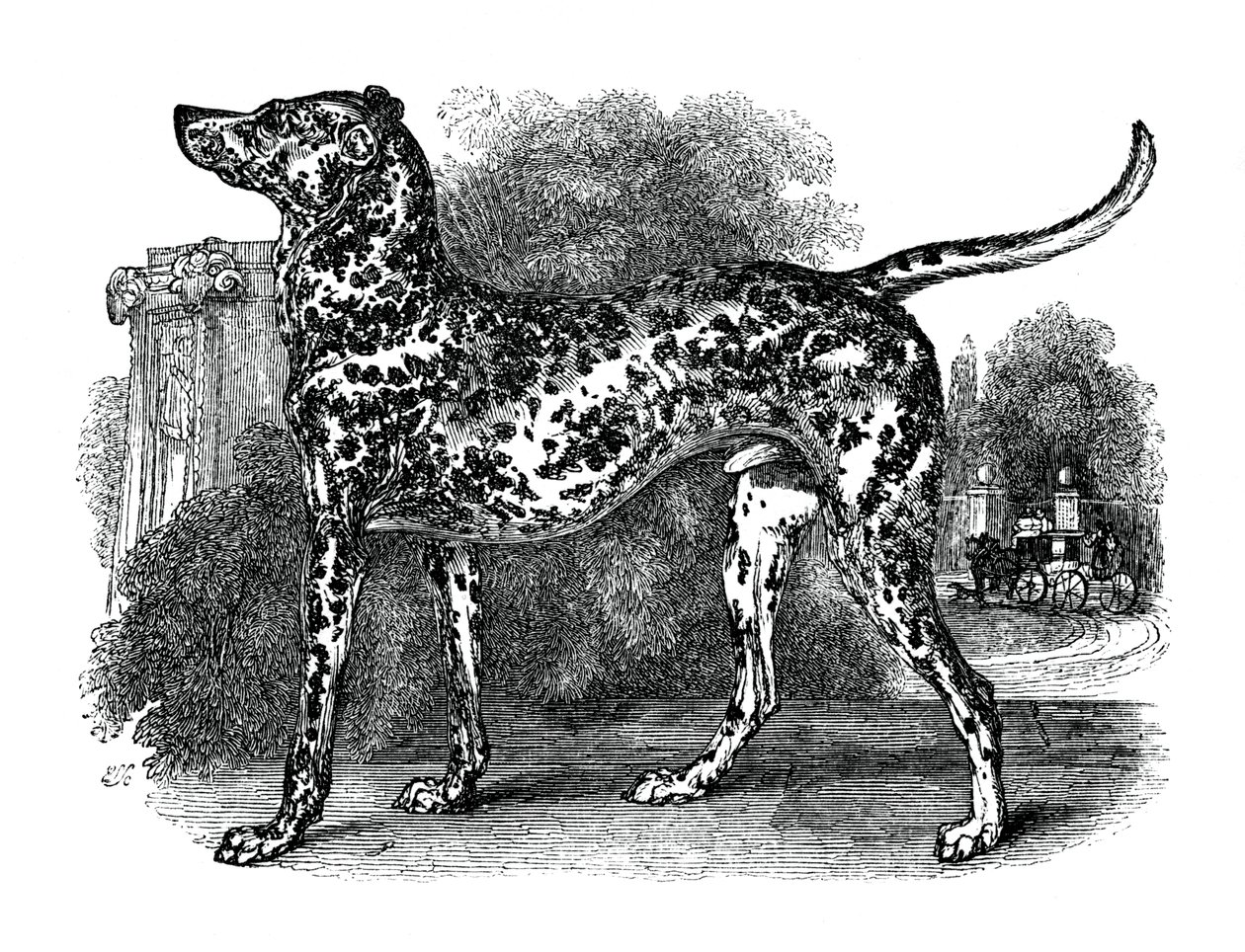 Dalmatinerhund, 1848 von Unbekannt