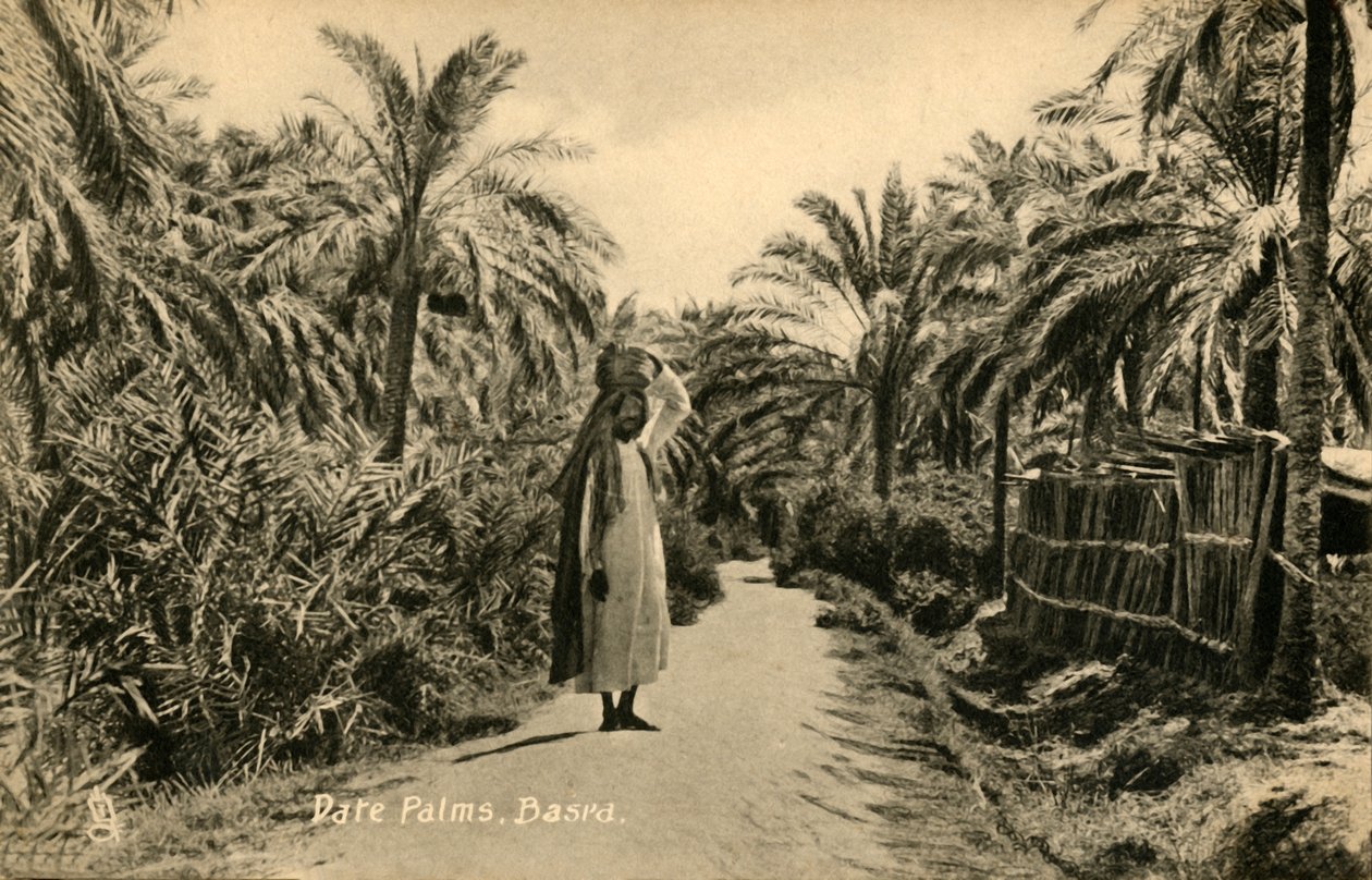 Dattelpalmen, Basra, ca. 1918-ca. 1939 von Unbekannt