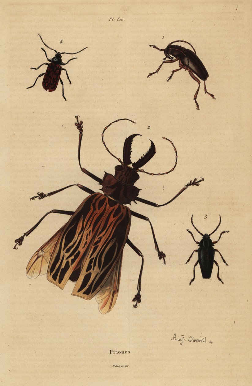 Dorysthenes paradoxus 1, Macrodontia cervicornis, gefährdet 2, Elateropsis lineatus 3 und Prionus versicolor 4 von Unbekannt