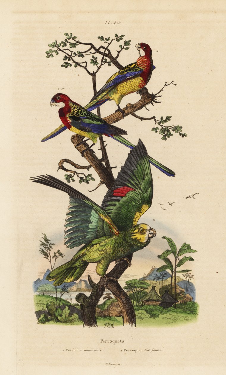 Östlicher Rosella und Gelbkopfamazone von Unbekannt