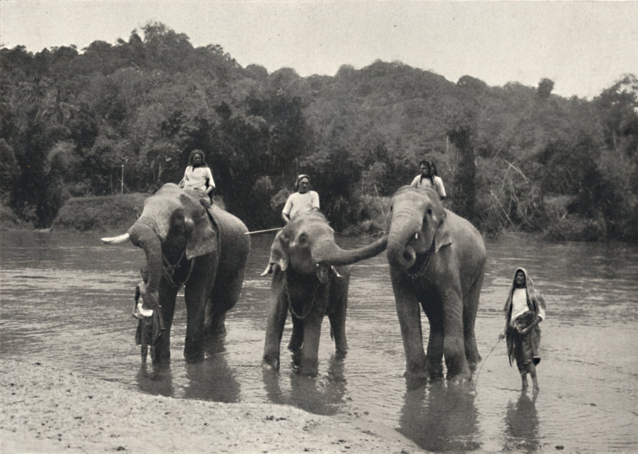 Elefanten im Bade Mahaaliganga, 1926 von Unbekannt