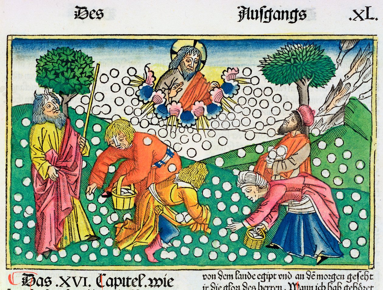 manna-und-wachteln