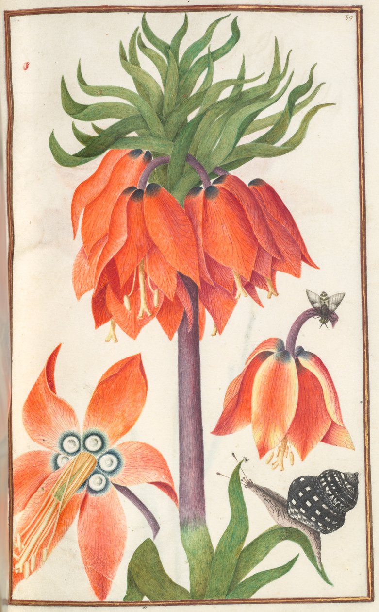Florilegium: Seite 19 recto orange Fritillaria imperialis Kaiserkrone, 1608 von Unbekannt