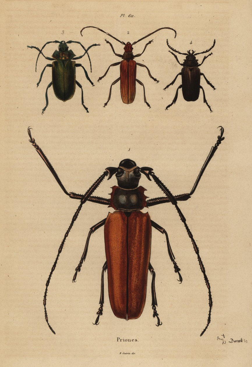 Großer Langhornkäfer, Aegosoma scabricorne, Pyrodes nitidus und Prionus desmaretii von Unbekannt