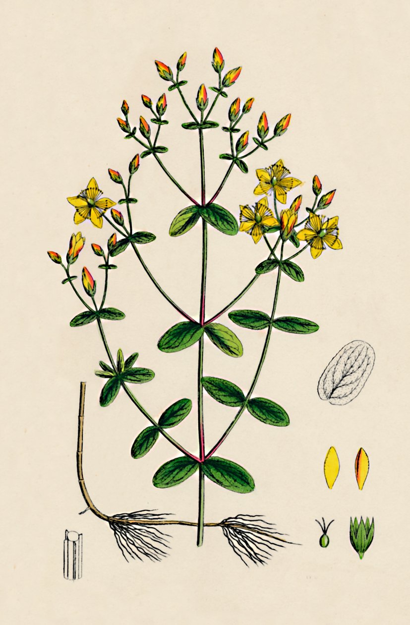 Hypericum Boeticum. Gewelltes Johanniskraut, 19. Jahrhundert von Unbekannt