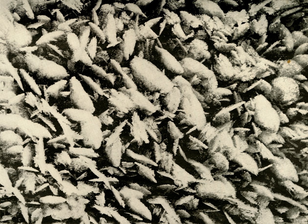 Eiskristalle auf dem Dach der Hütte, ca. 1908 von Unbekannt