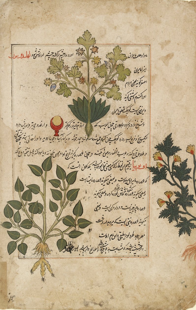 Illustrierte Doppelseite mit Disteln und anderen Heilpflanzen, 1595 von Unbekannt