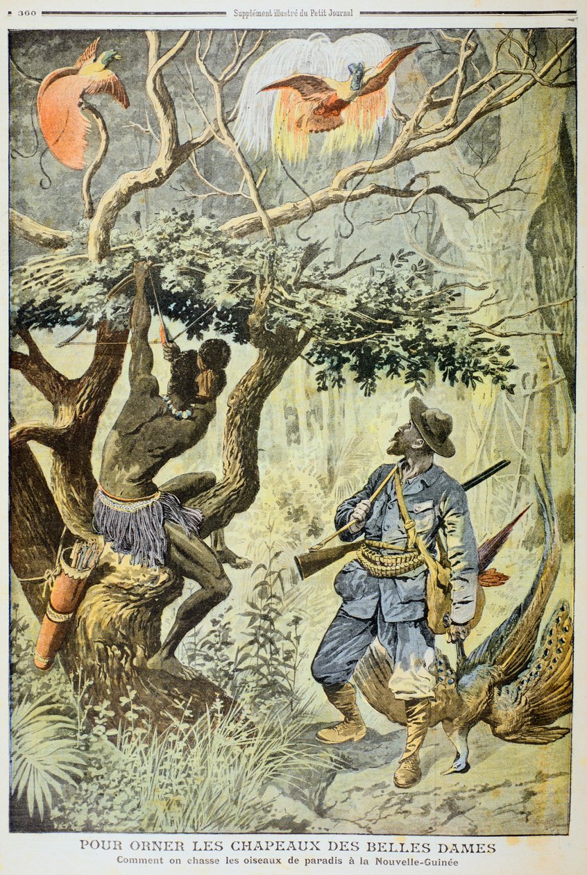 Tötung von Paradiesvögeln, Neuguinea, 1908 von Unbekannt