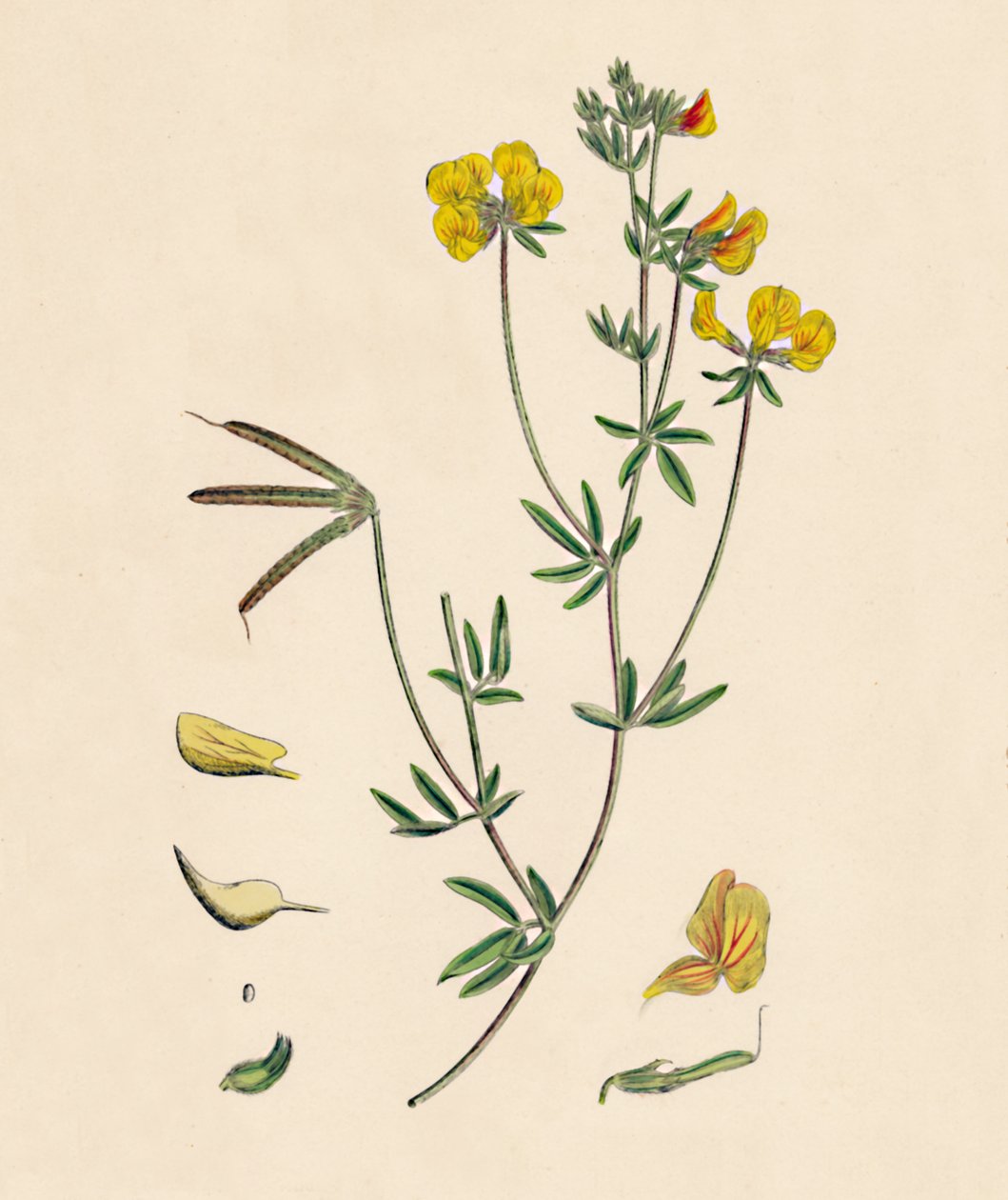 Lotus tenius. Schlanker Hornklee, 19. Jahrhundert von Unbekannt