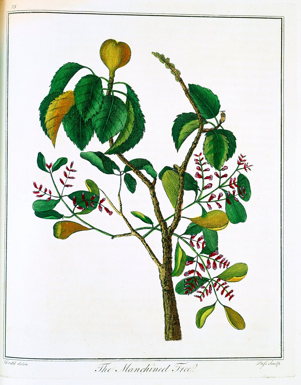 Manicheelbaum Hippomane mancinella oder Gift-Guave, um 1795 von Unbekannt