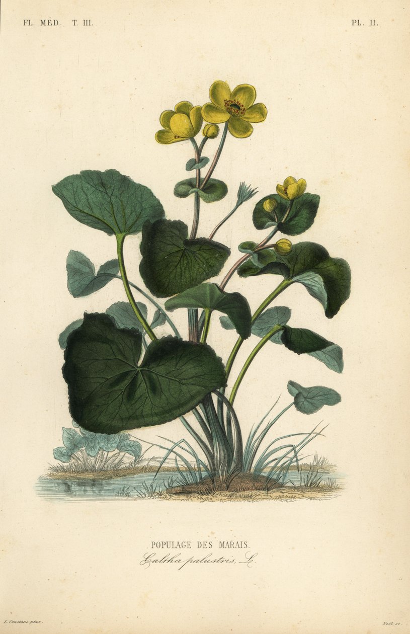 Sumpfdotterblume von Unbekannt