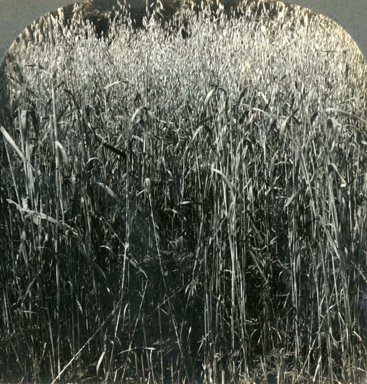 Haferanbau, Pennsylvania, USA, 1903 von Unbekannt