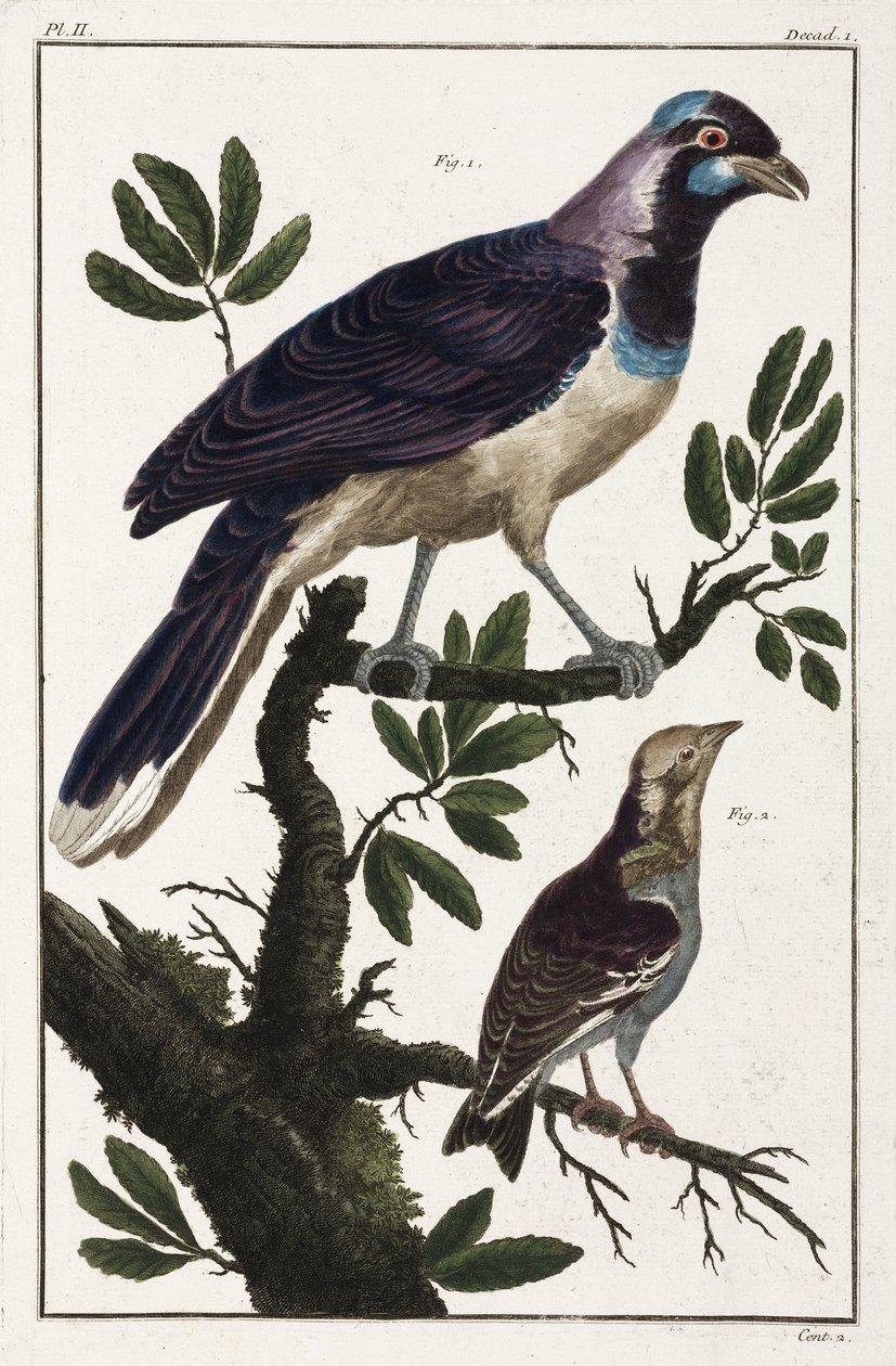 Tropische Vögel: Choucas de Cayenne und Cotinda der Molukken von Unbekannt