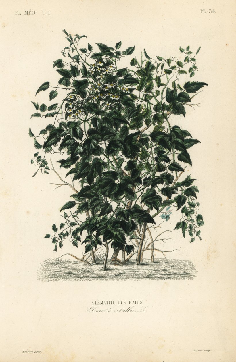 Gemeine Waldrebe, Clematis vitalba von Unbekannt