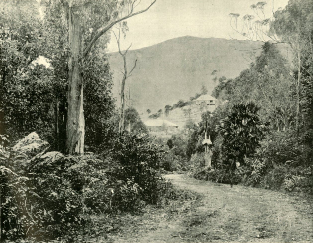 Auf der Illawarra Road, N.S.W., 1901 von Unbekannt