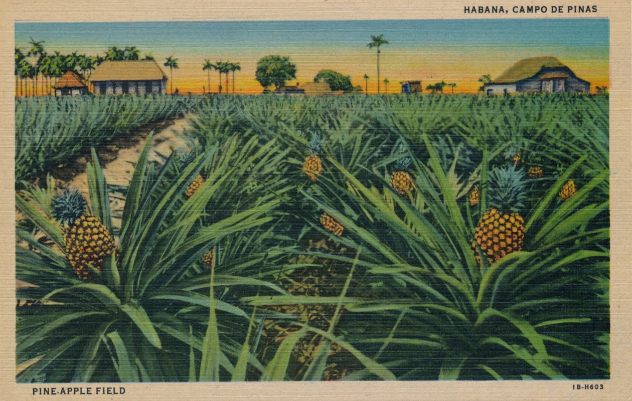Ananasfeld - Habana, Campo De Pinas, um 1910 von Unbekannt