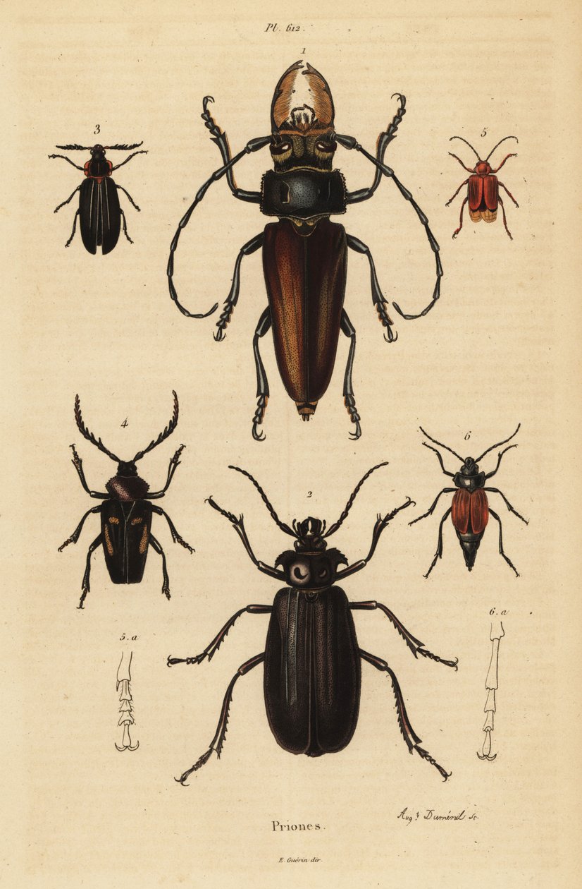 Psalidognathus friendii 1, Madre de la Culebra, Acanthinodera cumingii 2, Allocerus dilaticorne 3, Callipogos barbatus 4, Anacolus sanguineus 5 und Prionus flavipennis 6 von Unbekannt