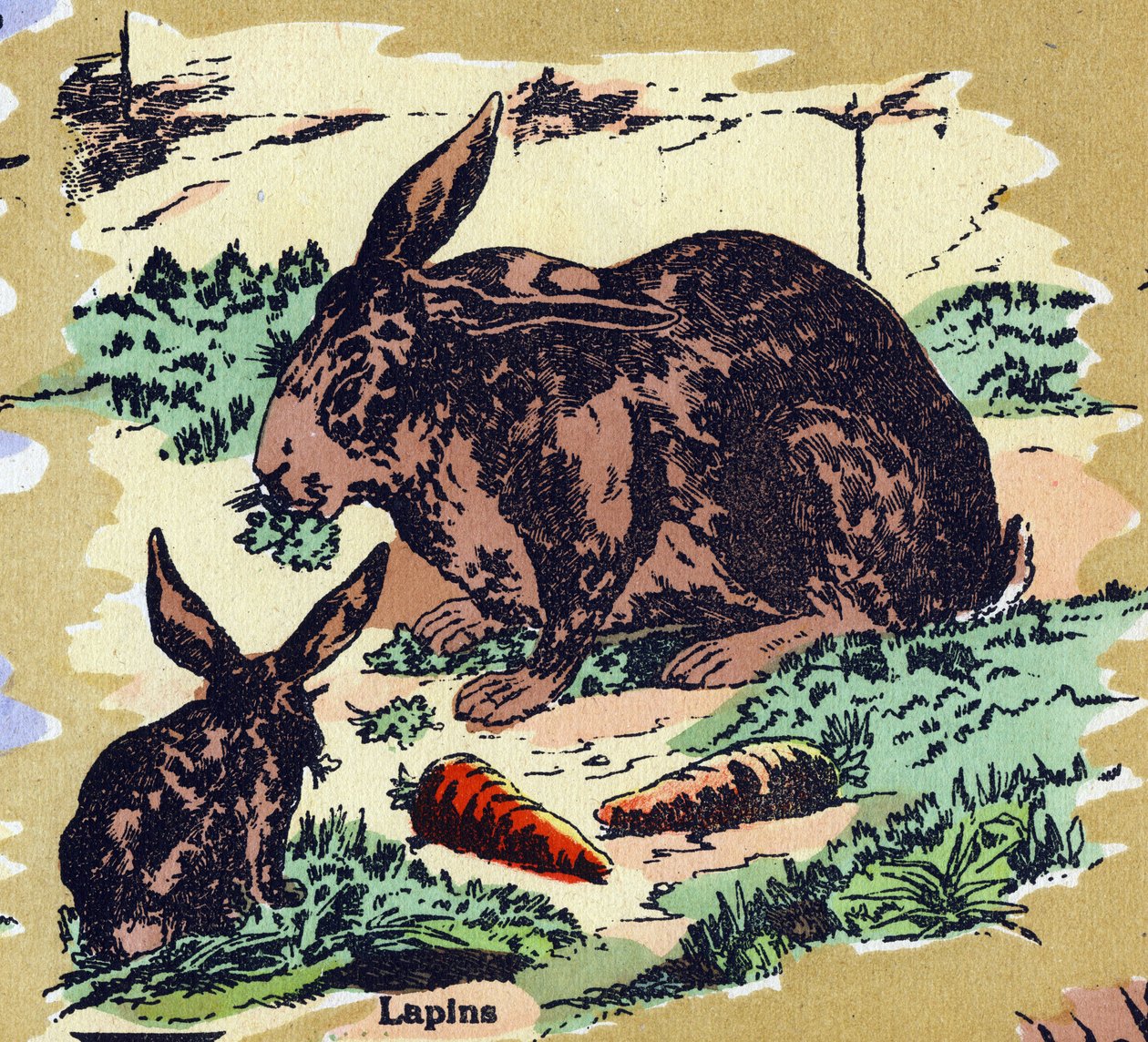 Kaninchen und Karotten (Illustration) von Unbekannt