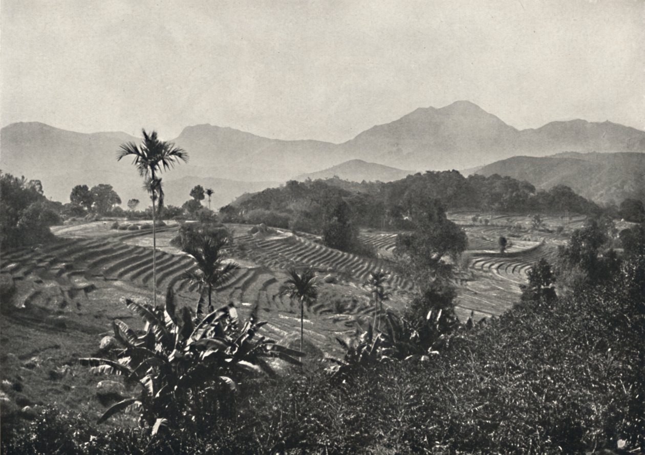 Reisfelder in Terrassen angelegt, 1926 von Unbekannt