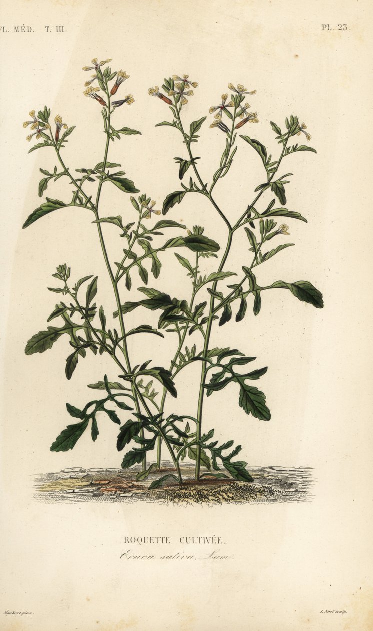 Rucola von Unbekannt