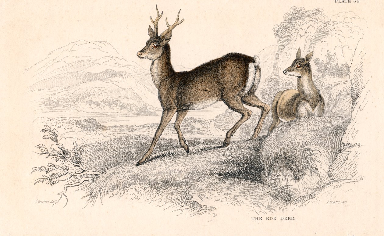 Reh Capreolus capreolus, eurasische Hirschart, 1828 von Unbekannt