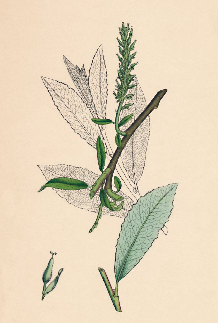 Salix phylicifolia, var. radicans. Teeblättrige Weide, var. a., 19. Jahrhundert von Unbekannt