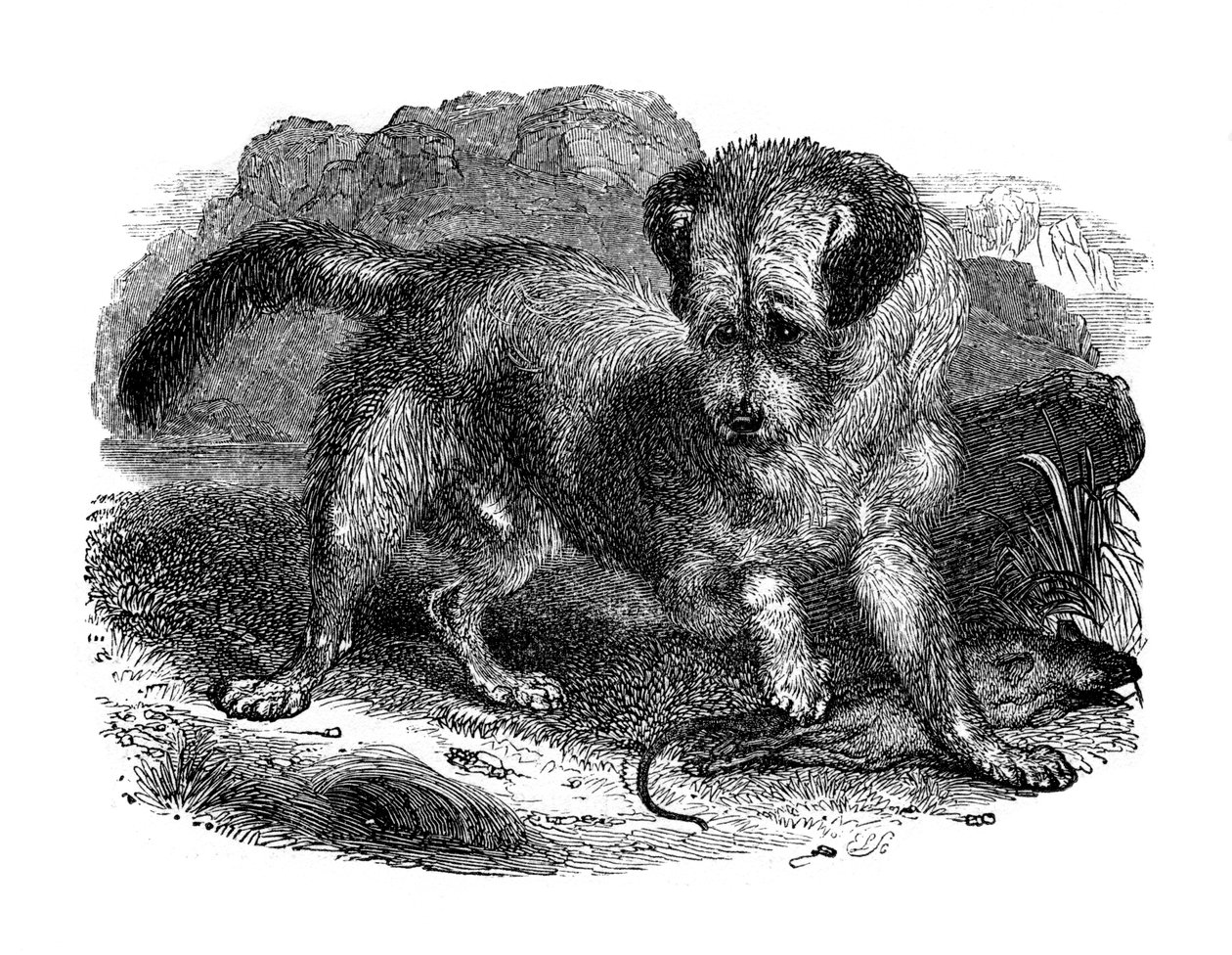 Schottischer Terrier, 1848 von Unbekannt