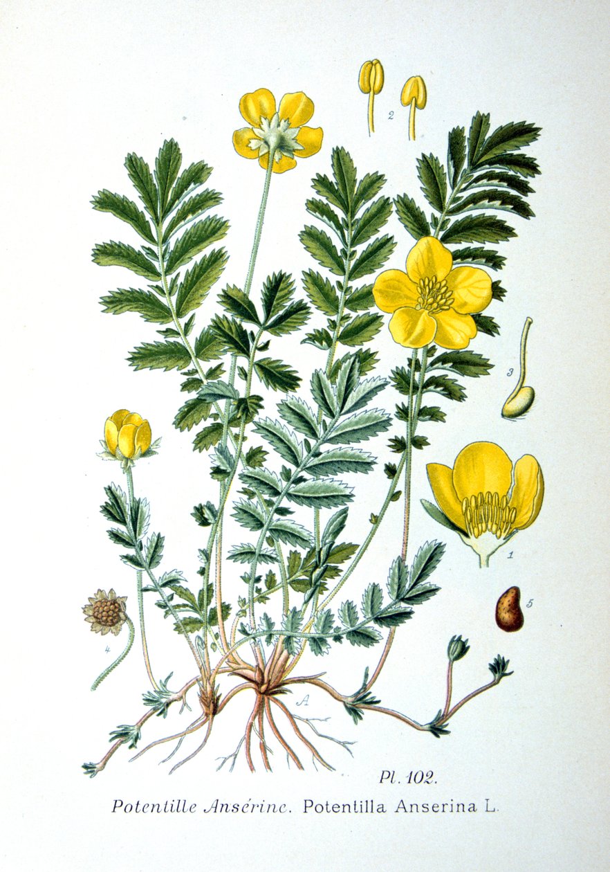 Gänsefingerkraut, 1893 von Unbekannt
