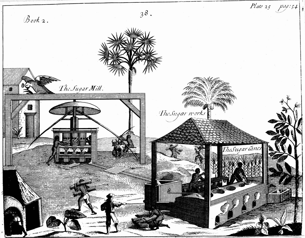 Sklavenarbeit auf einer Zuckerplantage in Westindien, 1725 von Unbekannt