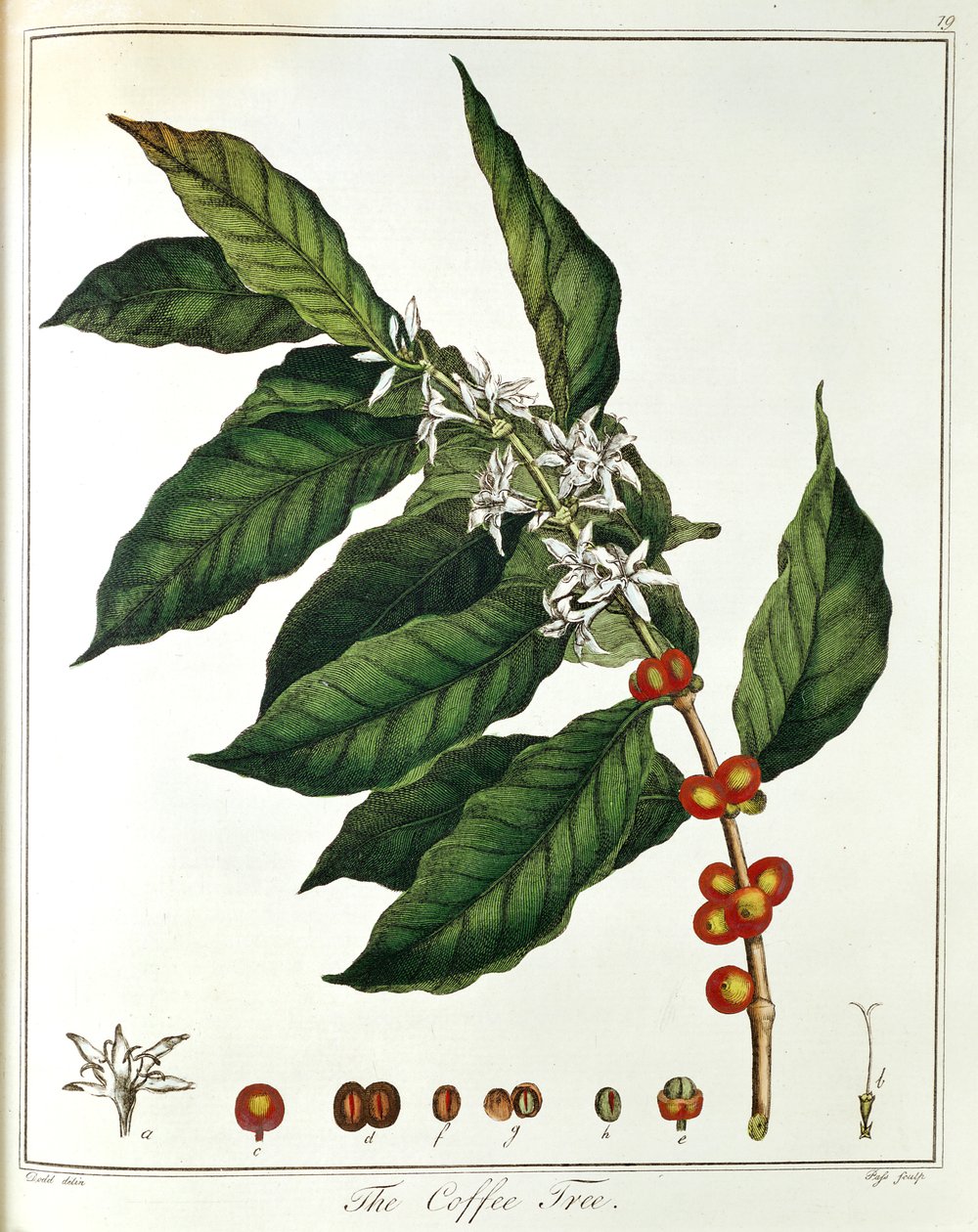 Zweig von Kaffee Coffea arabica mit Blüten und Bohnen, 1798 von Unbekannt