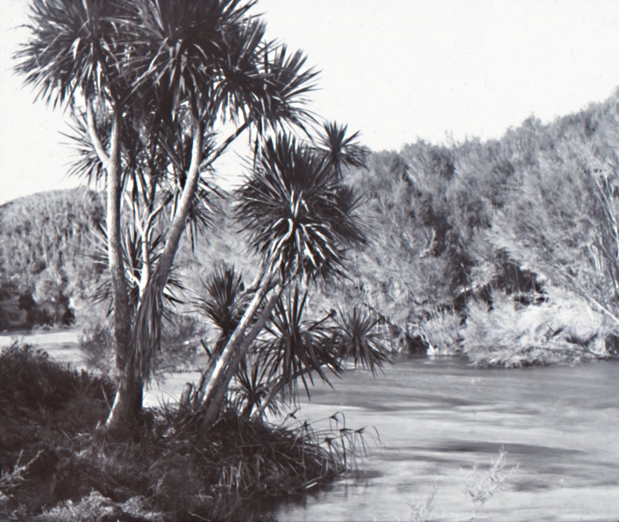 Te Waihou Fluss, Okoroire von Unbekannt