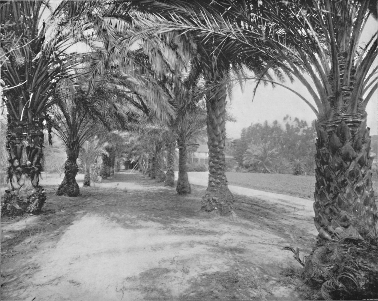 Die Palmen von Glenannie, Florida, 19. Jahrhundert von Unbekannt