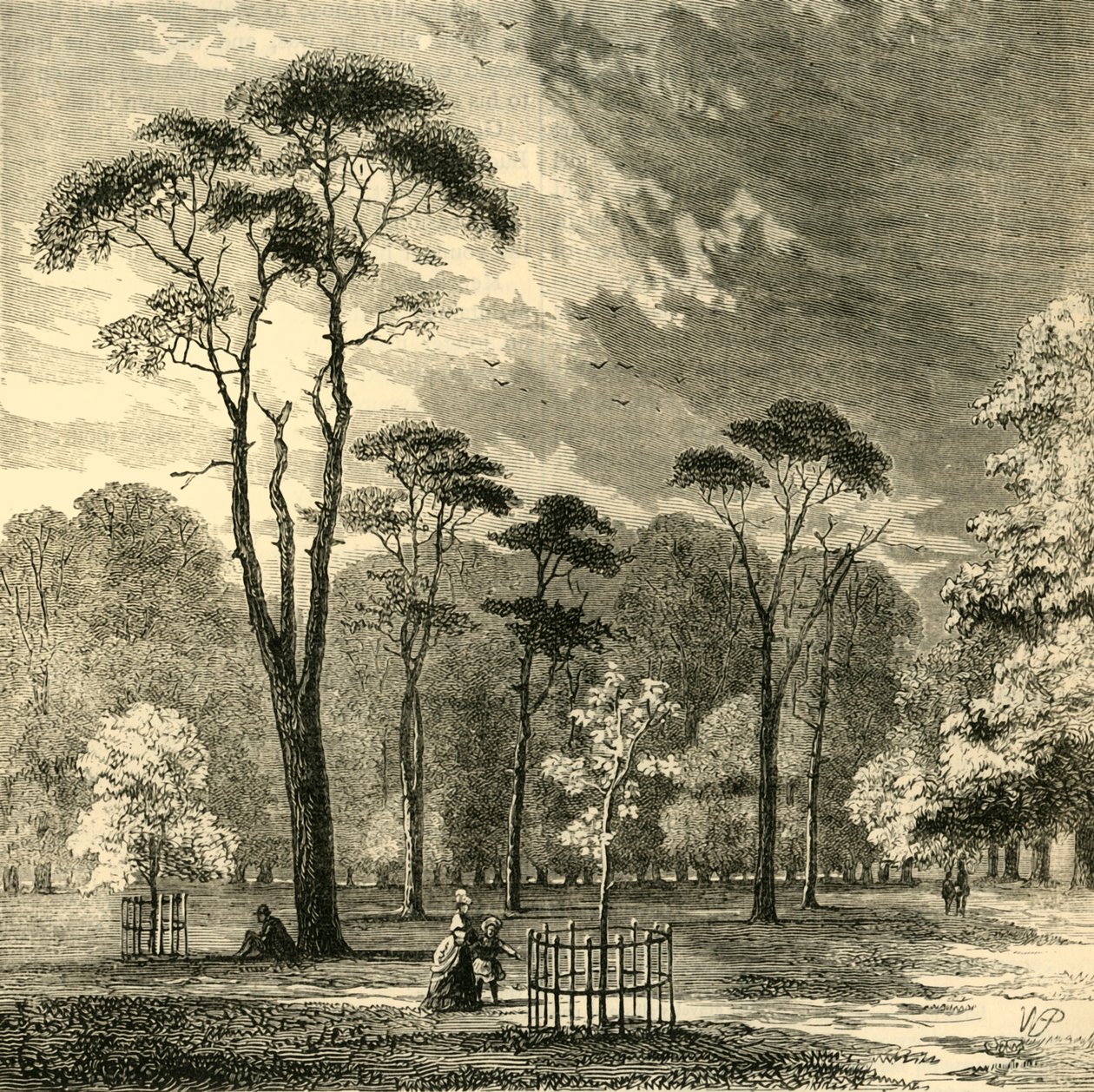 Die schottischen Kiefern, Kensington Gardens von Unbekannt