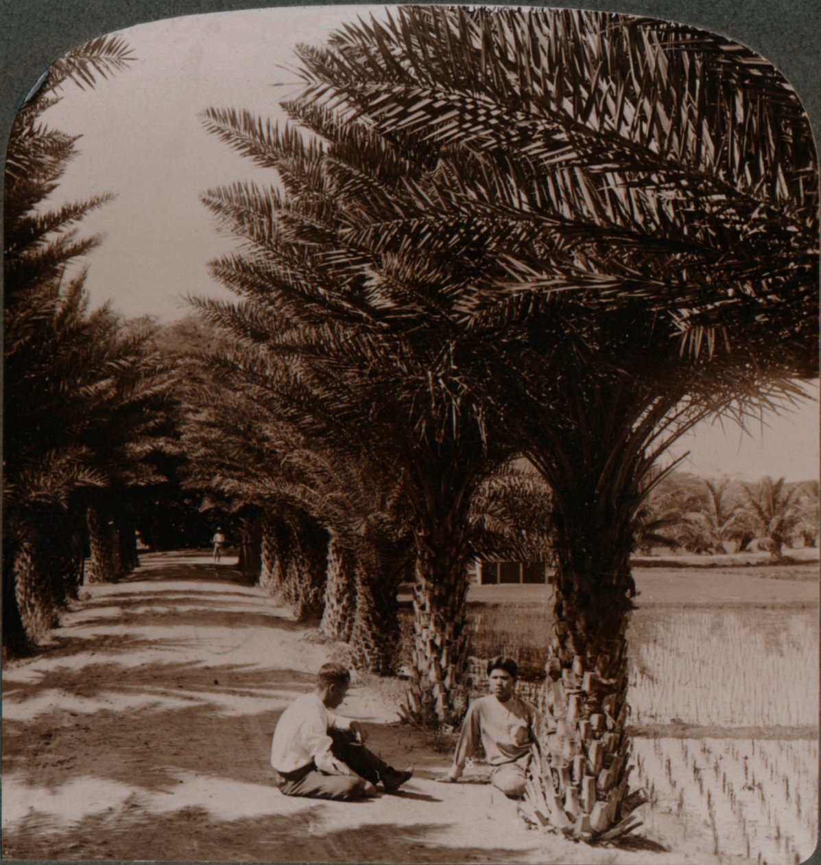 Tropische Schönheit einer Allee von Dattelpalmen, Moanalua bei Honolulu, H. Is., um 1900 von Unbekannt