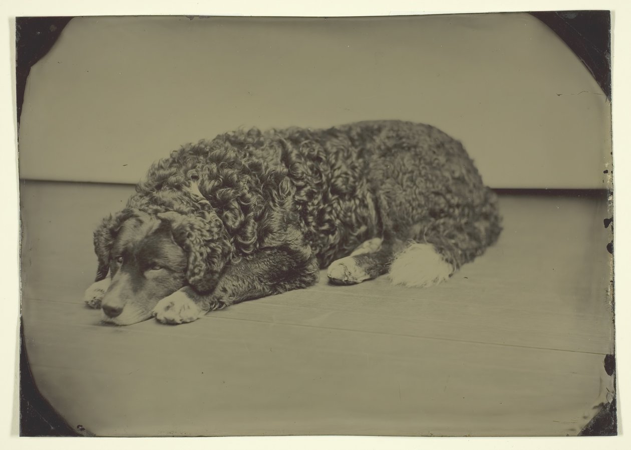 Ohne Titel Hund von Unbekannt