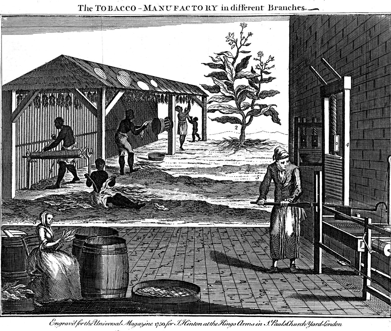 Verschiedene Stadien der Tabakproduktion, Virginia, USA, 1750 von Unbekannt