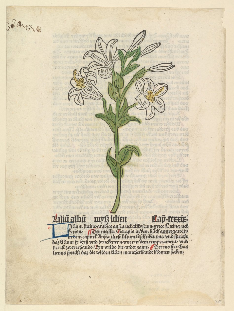 Weiße Lilie, Illustration aus Gart der Gesundheit Sch.4332, 28. März 1485 von Unbekannt