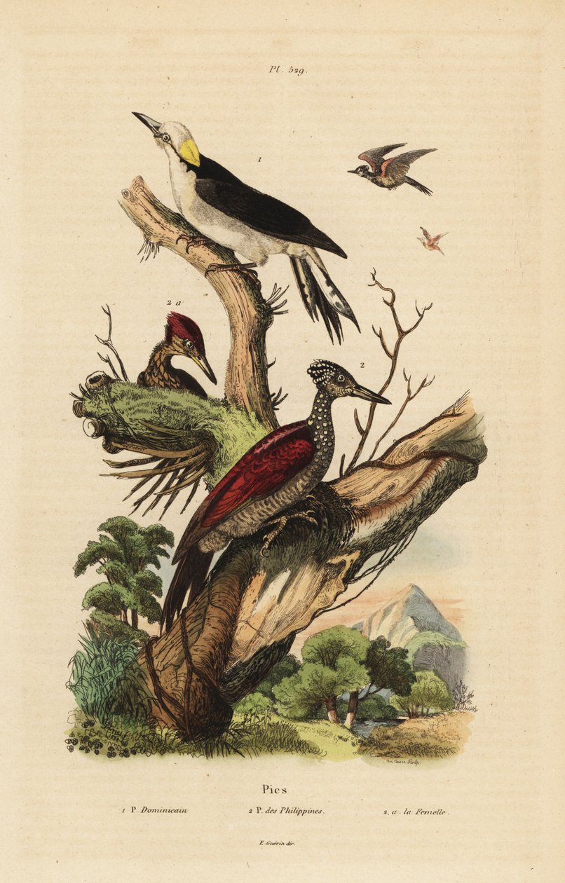 Weißspecht, Melanerpes candidus, Philippinenspecht, Yungipicus maculatus, männlich und weiblich von Unbekannt